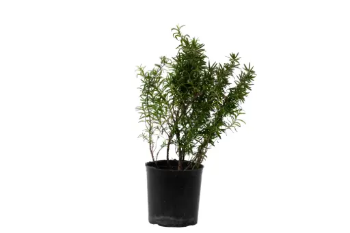 [SUL70177] rosemary 14cm 