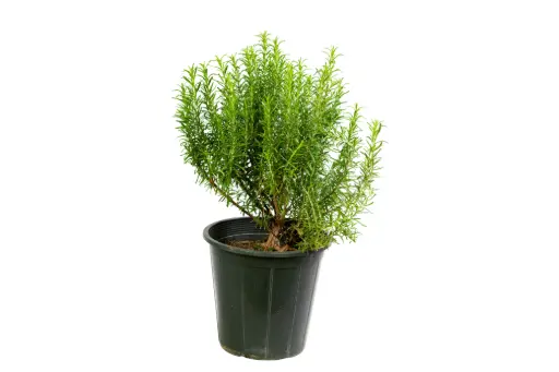 [SUL70178] rosemary 25cm 