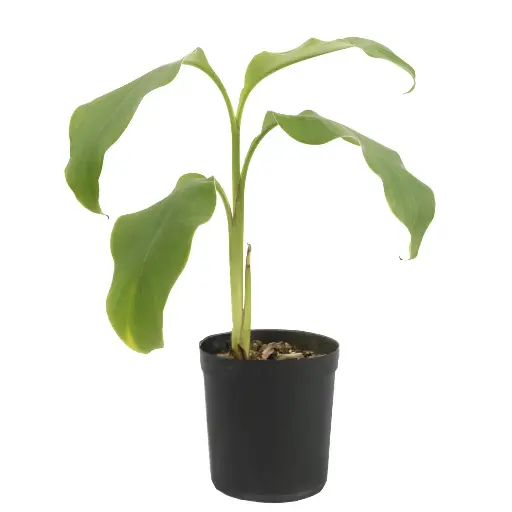 [SUL70184] canna 14cm 