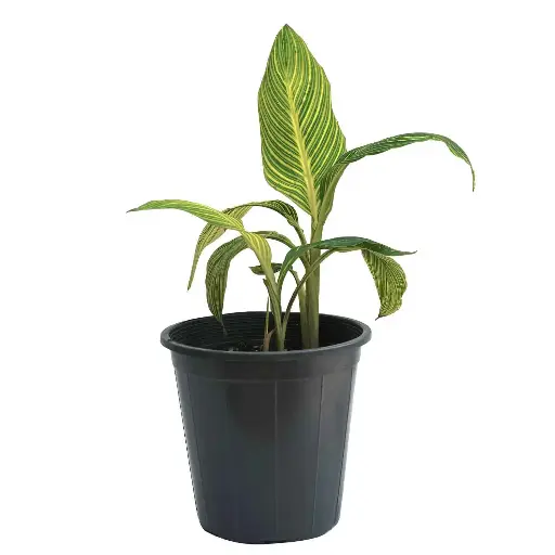 [SUL70185] canna variegated 25cm 