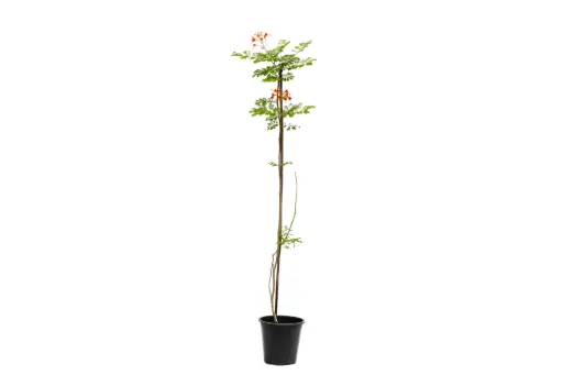 [SUL70186] Caesalpinia 25cm 