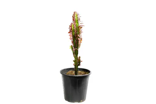 [SUL70203] Euphorbia trigona red 25cm 