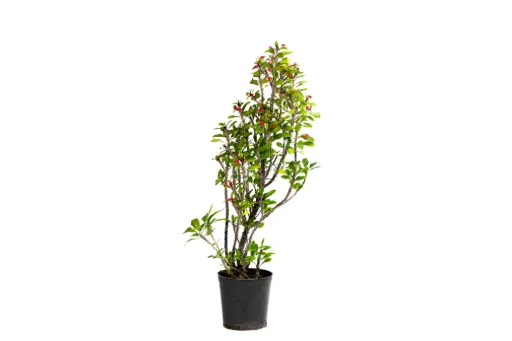 [SUL70204] Euphorbia milii 10cm 