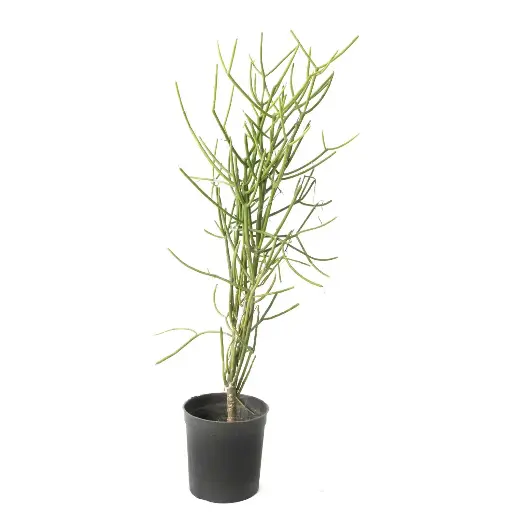 [SUL70209] Euphorbia tirucalli 14cm 