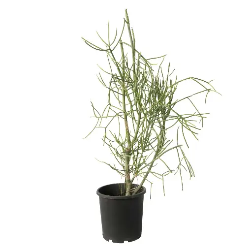 [SUL70210] Euphorbia tirucalli 25cm 