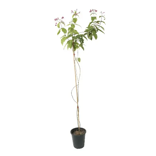 [SUL70220] Clerodendrum splendens 25cm 