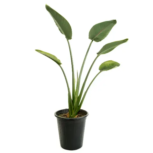 [SUL70223] Strelitzia reginae 25cm 