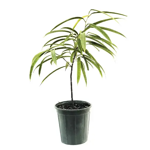 [SUL70226] Ficus aly 18cm 