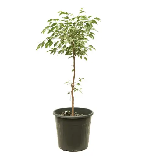 [SUL70232] ficus hawaii 35cm 