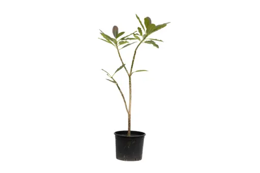 [SUL70235] plumeria obtusa 35cm 
