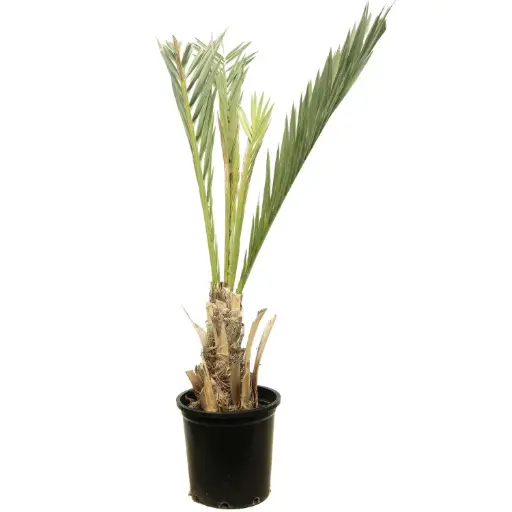 [SUL70236] berhi palm 35cm 