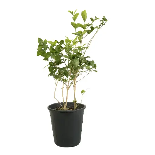 [SUL70239] Jasminum arabian 25cm 