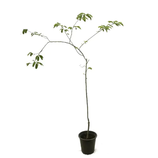 [SUL70242] Annona cherimola 25cm 