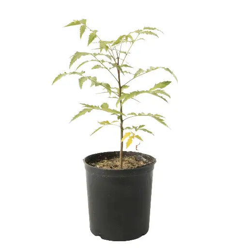 [SUL70243] curry tree 14cm 
