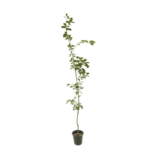 [SUL70246] kaka 25cm