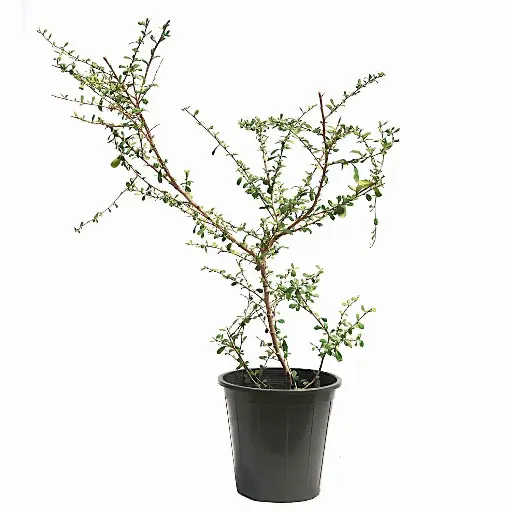 [SUL70250] كرمونا حوض 25سم