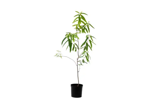 [SUL70271] Cinchona lemon 14cm 