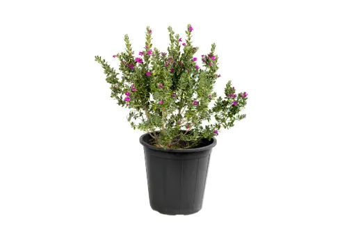 [SUL70278] Leucophyllum 25cm 