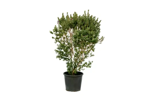 [SUL70279] Leucophyllum ball shape 35cm 
