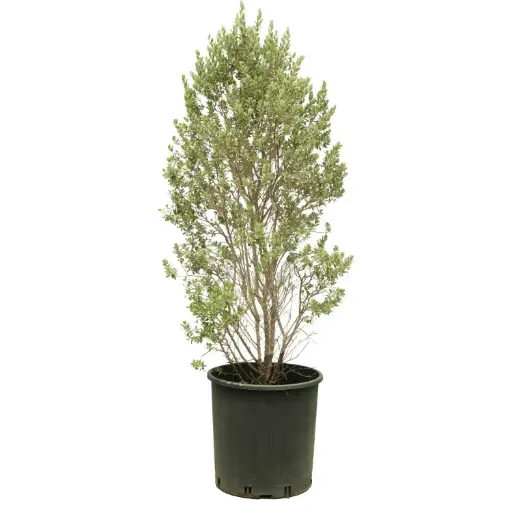 [SUL70281] Leucophyllum pyramidal shape 30cm 