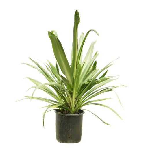 [SUL70282] giant crinum lily 30cm 