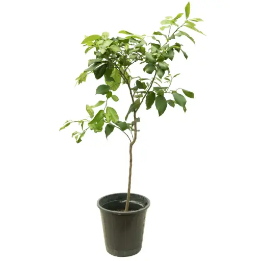 [SUL70284] lemon adalia 25cm 