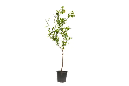 [SUL70286] ليمون شهري 25سم