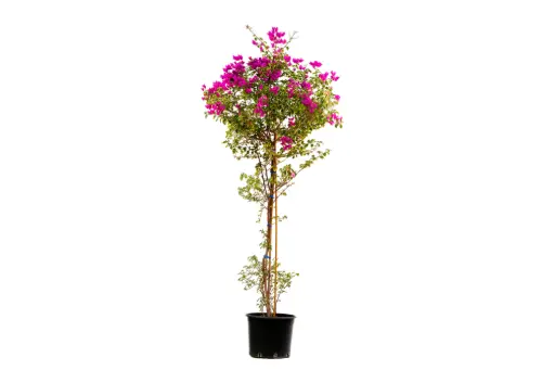 [SUL70298] bougainvillea glabra 35cm 