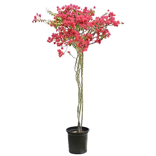 [SUL70301] bougainvillea shrup 1 inche 35cm 
