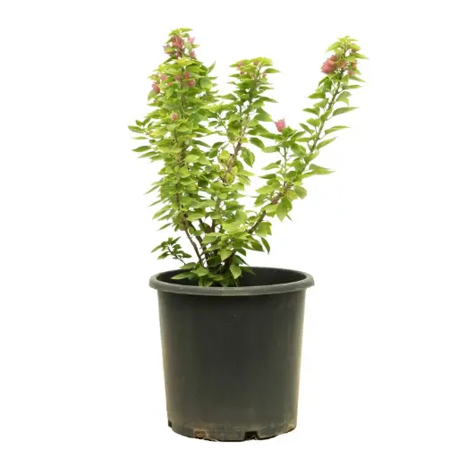 [SUL70306] bougainvillea dwarf red 25cm 