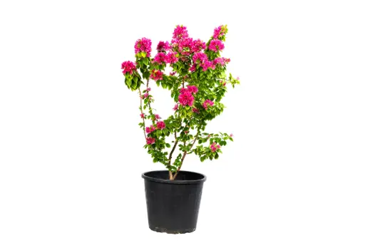 [SUL70308] bougainvillea dwarf red 35cm 