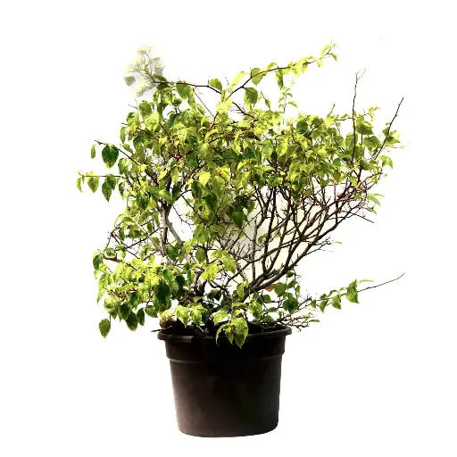 [SUL70312] bougainvillea ball shape 45cm 