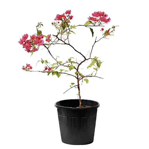 [SUL70313] bougainvillea ball shape 35cm 