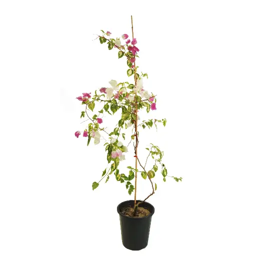 [SUL70314] bougainvillea variegated 25 cm 
