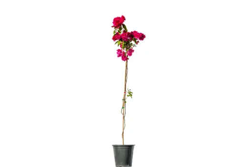 [SUL70317] bougainvillea climbing compact 25cm 
