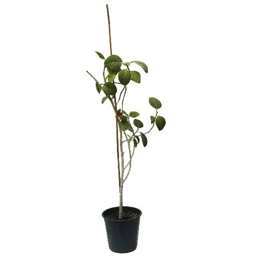 [SUL70322] Ficus benghalensis 25cm 