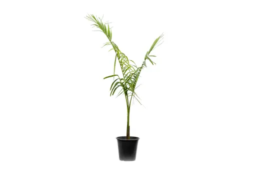 [SUL70334] Roystonea regia 25cm 