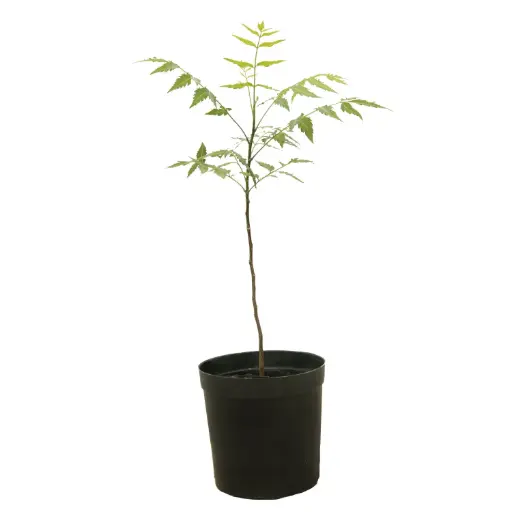 [SUL70337] neem 14cm 