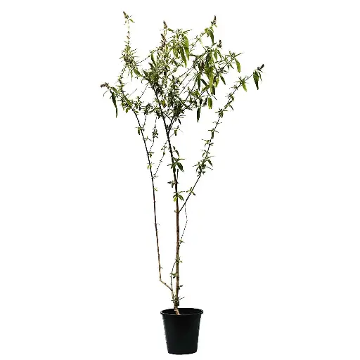 [SUL70362] ياسمين فرنسي 25سم