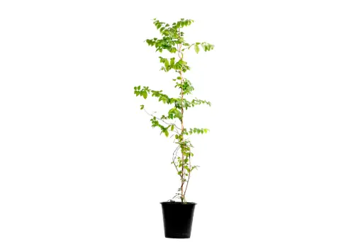 [SUL70363] Quisqualis India 25cm 