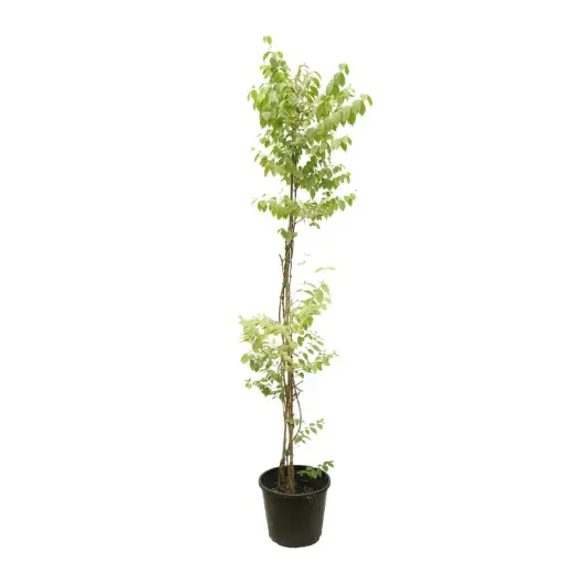 [SUL70364] ياسمين هندي 35سم