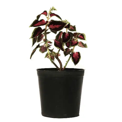 [SUL70685] Coleus 18cm