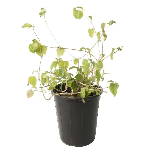 [SUL70600] Lantana Camara 25 Cm 