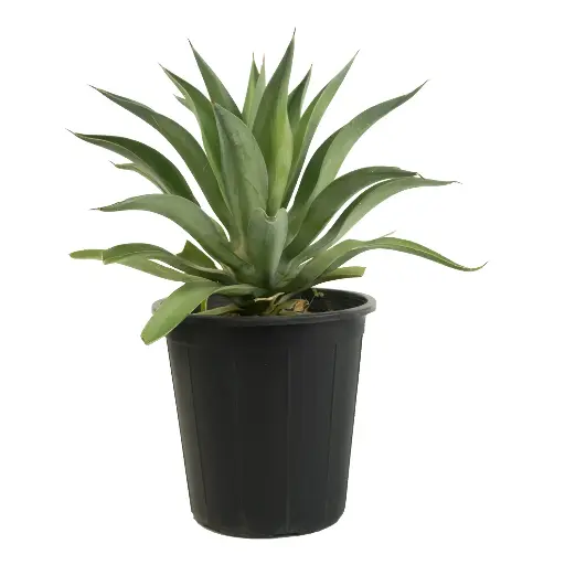 [SUL70692] Lotus Cactus 25cm