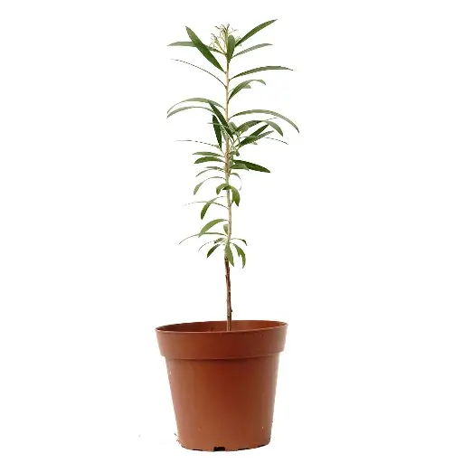 [SUL70623] callistemon 14cm