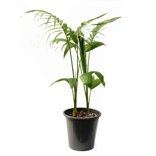 [SUL70698] Kentia 25 cm