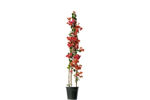 [SUL70653] bougainvillea pyramidal shape 30cm