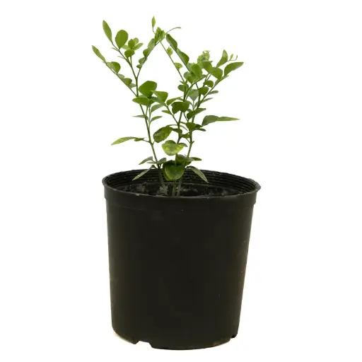 [SUL70702] moria 14cm