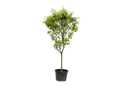 [SUL70618] Citrus reticulata midume spanish