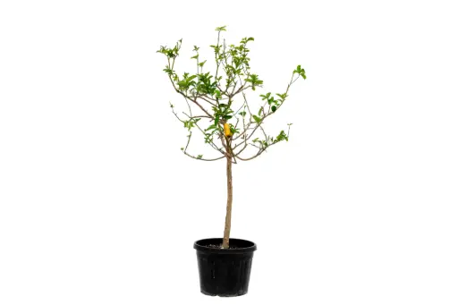 [SUL70652] Citrus medica var spanish 